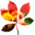 Adobe Creative Suite Premium