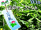 WindowsWind〜窓風〜